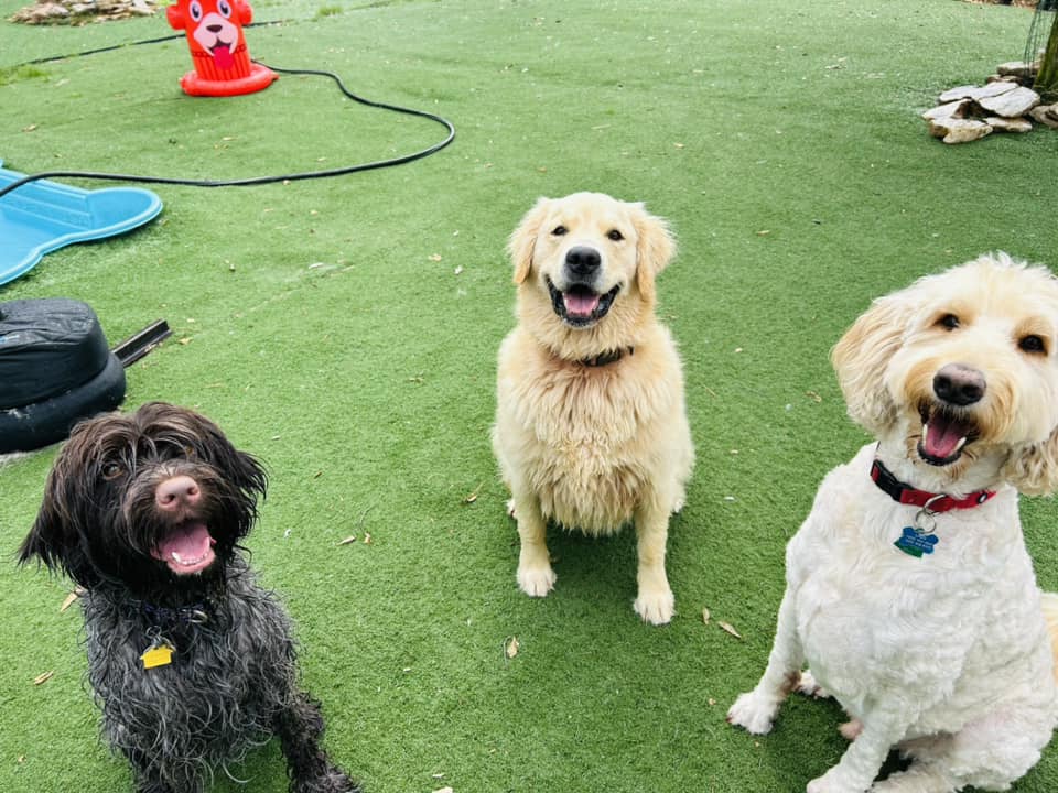 Three happy dogs sitting on the playground of Club Mutts