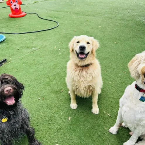 Three happy dogs sitting on the playground of Club Mutts