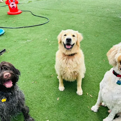 Three happy dogs sitting on the playground of Club Mutts Three happy dogs sitting on the playground of Club Mutts