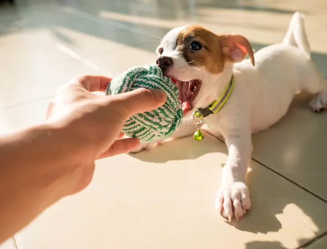 Dog and man playing with ball