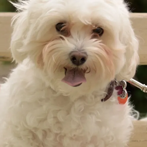 Small white dog named Bailey Small white dog named Bailey