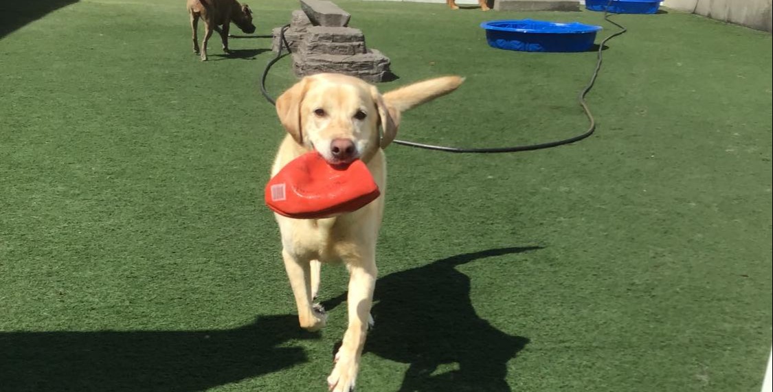 Dog play area with ball