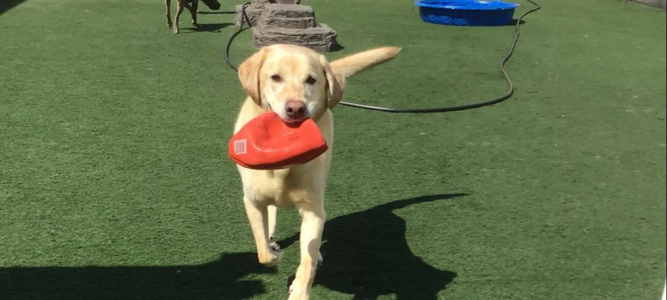 Dog play area with ball