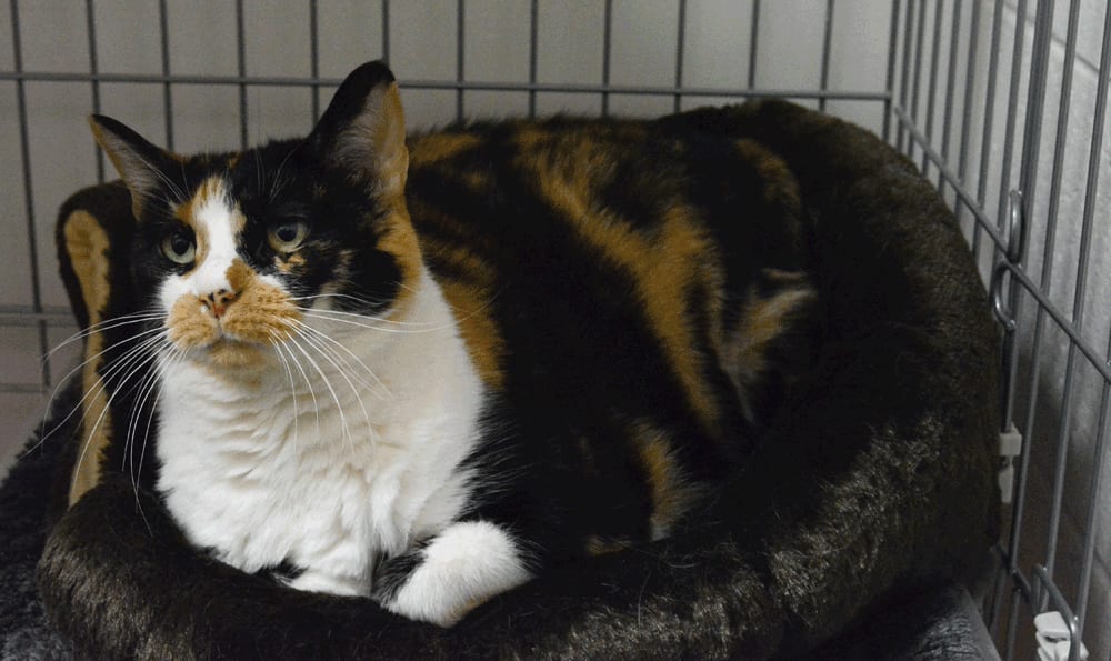 cat on a catbed at Hidden Valley Animal Hospital
