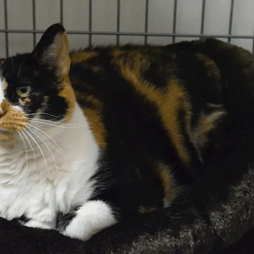 cat on a catbed at Hidden Valley Animal Hospital