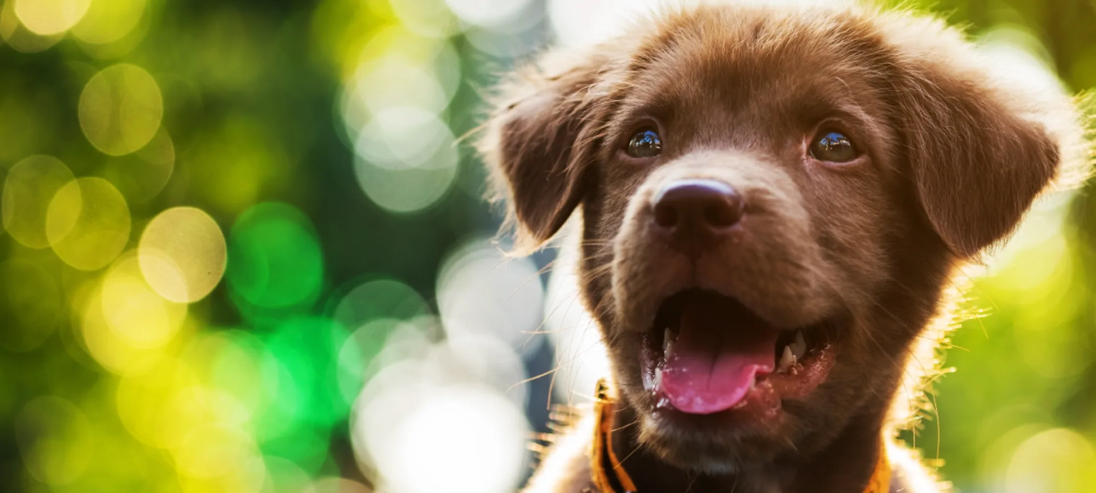 Dog smiling in the sun