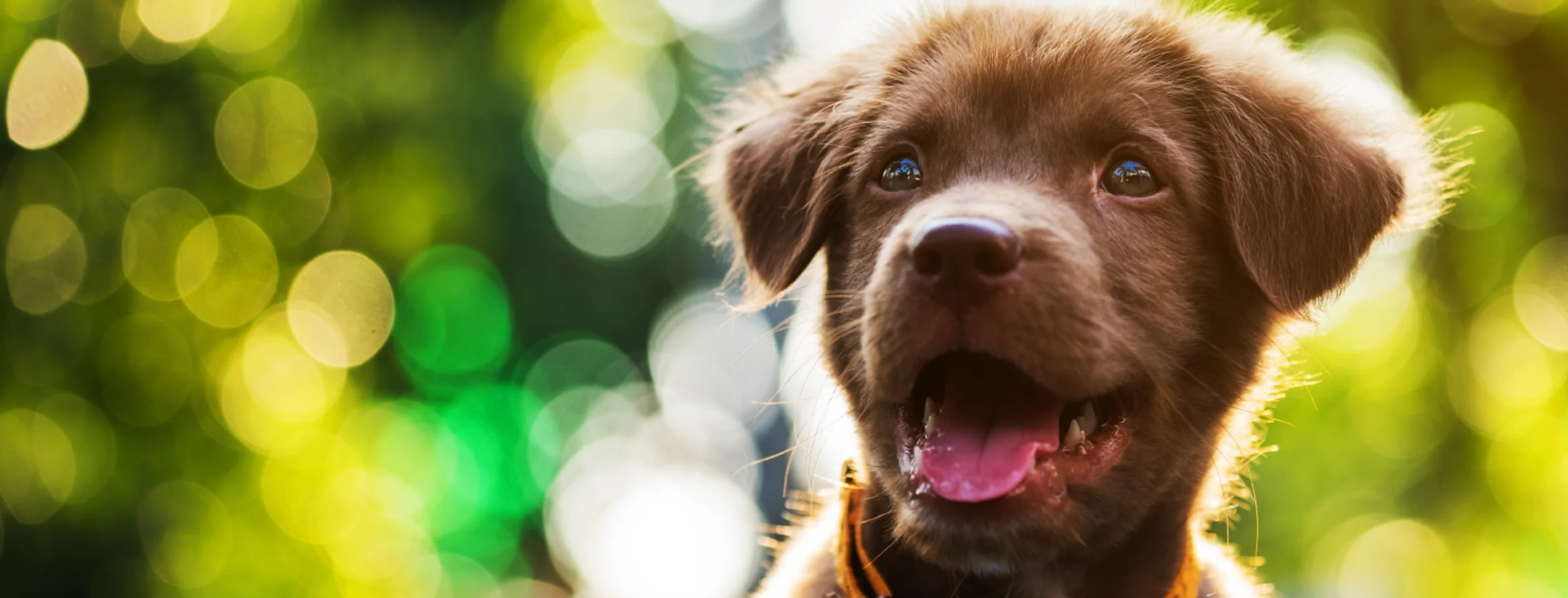 Dog smiling in the sun