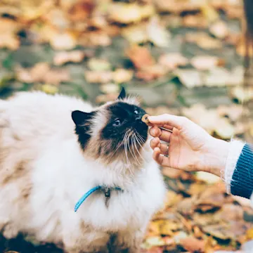 A woman feeding a fluffy cat outside A woman feeding a fluffy cat outside