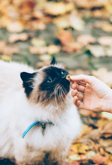 A woman feeding a fluffy cat outside A woman feeding a fluffy cat outside