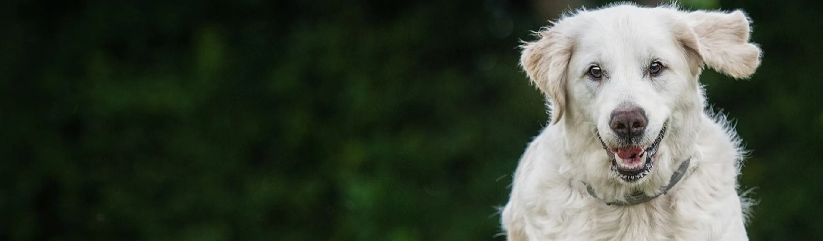 Golden Retriever chasing ball Golden Retriever chasing ball