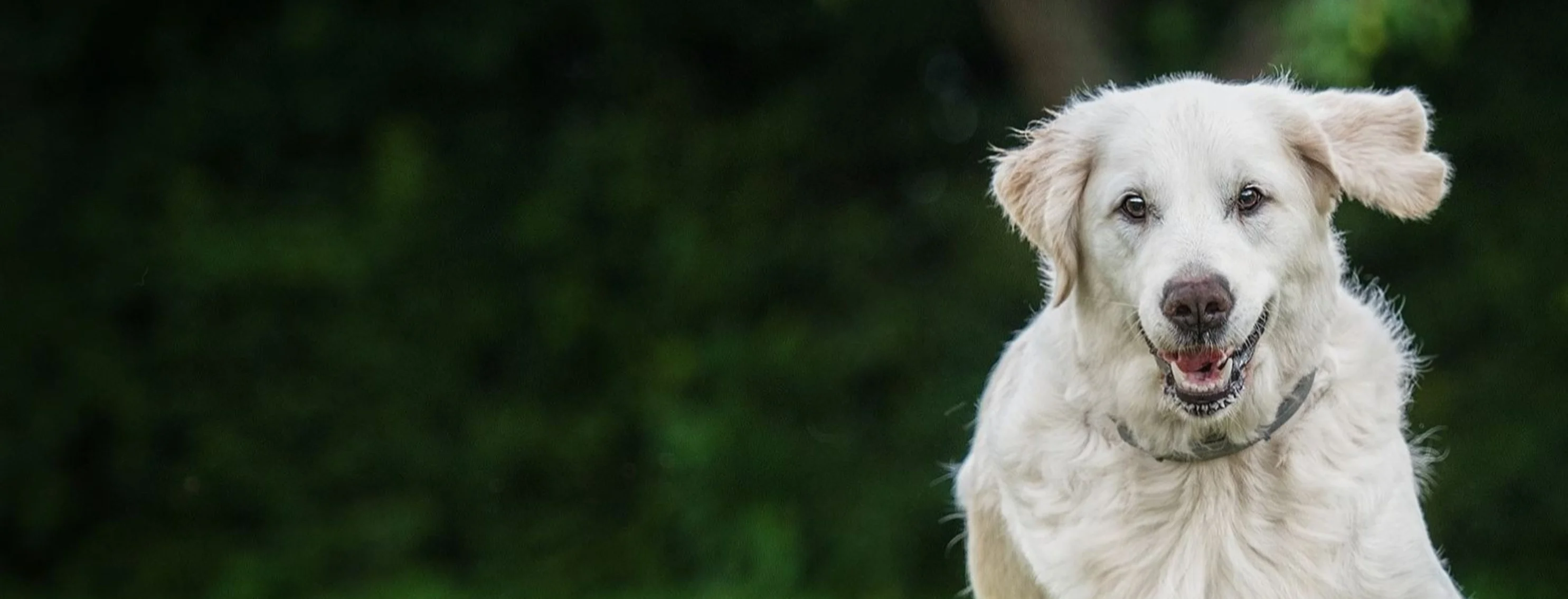 Golden Retriever chasing ball Golden Retriever chasing ball