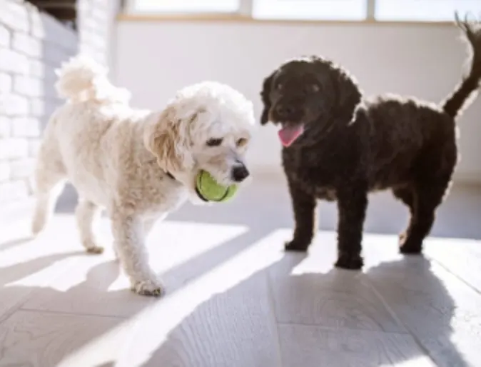 White & Black Dog Playing with a Tennis Ball