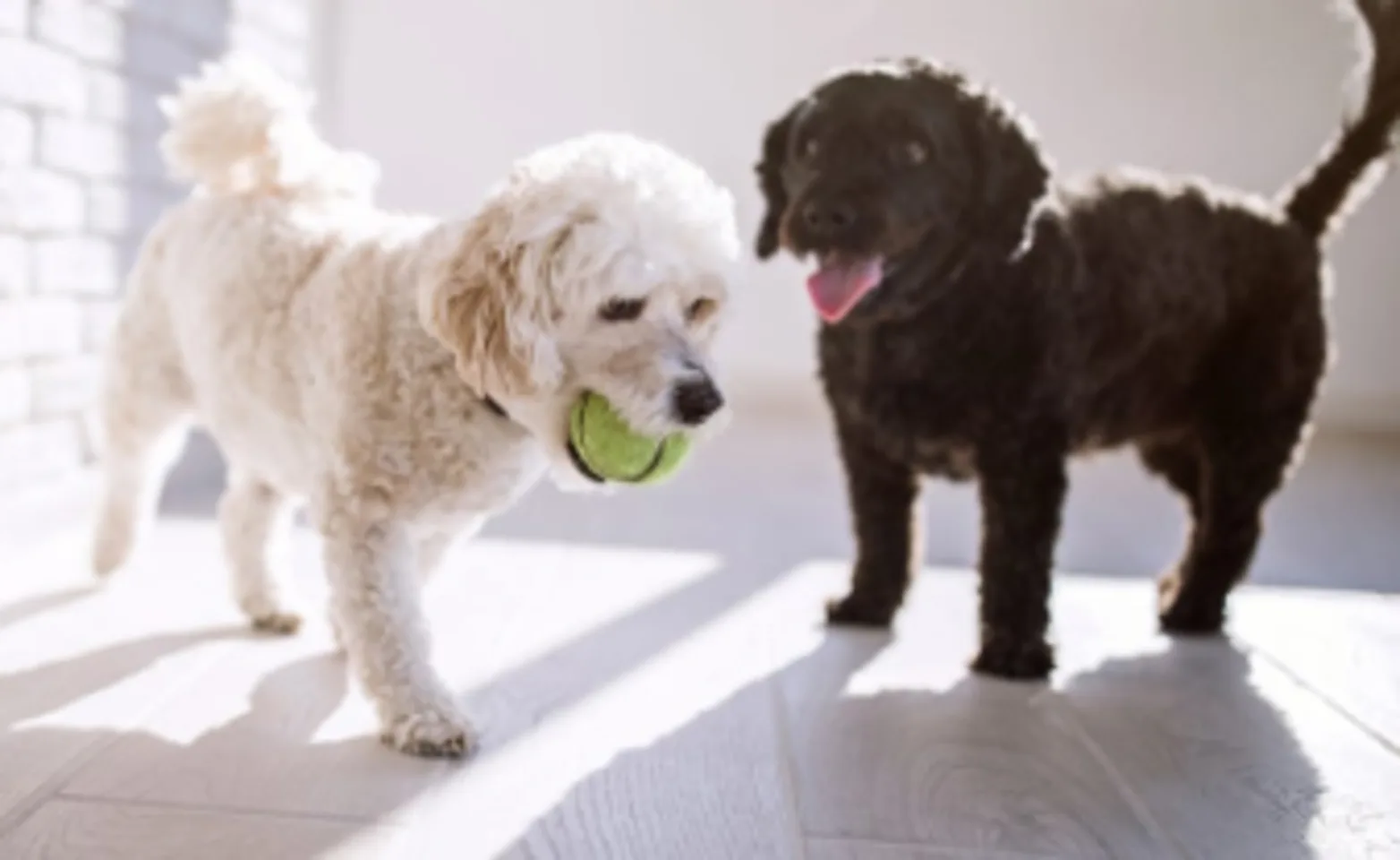 White & Black Dog Playing with a Tennis Ball