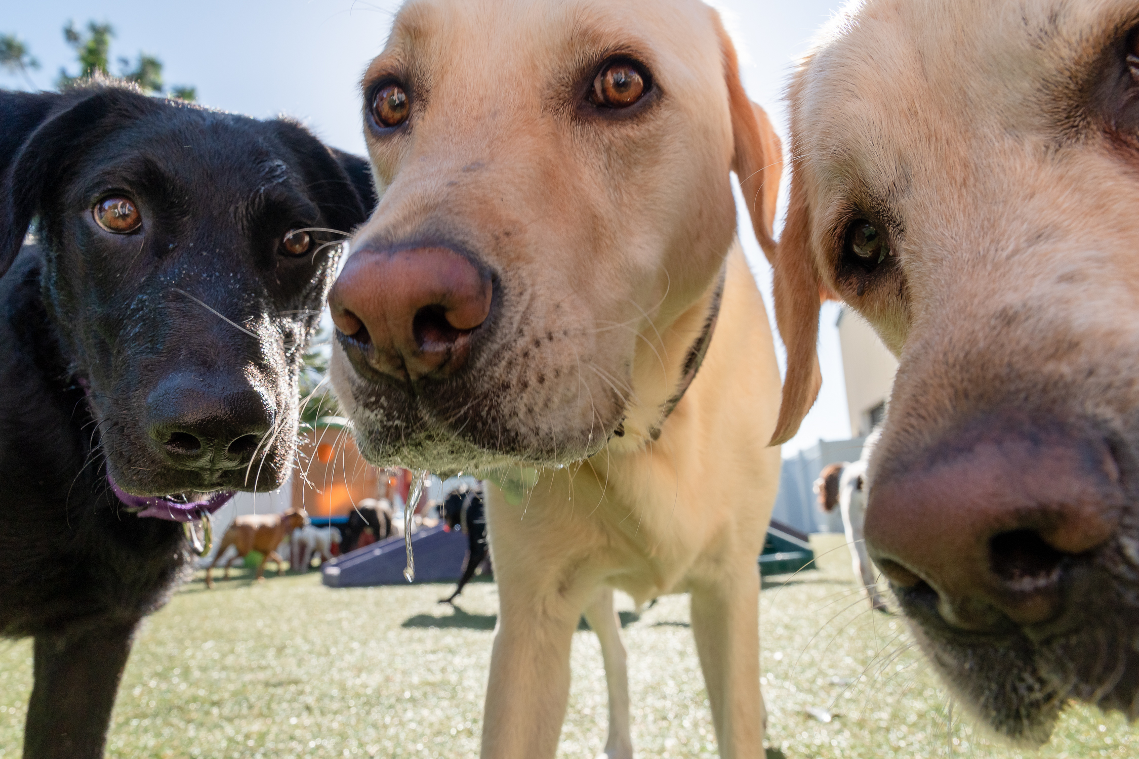 Dogs at CIty Bark Thornton facility, expert dog boarding care in Colorado