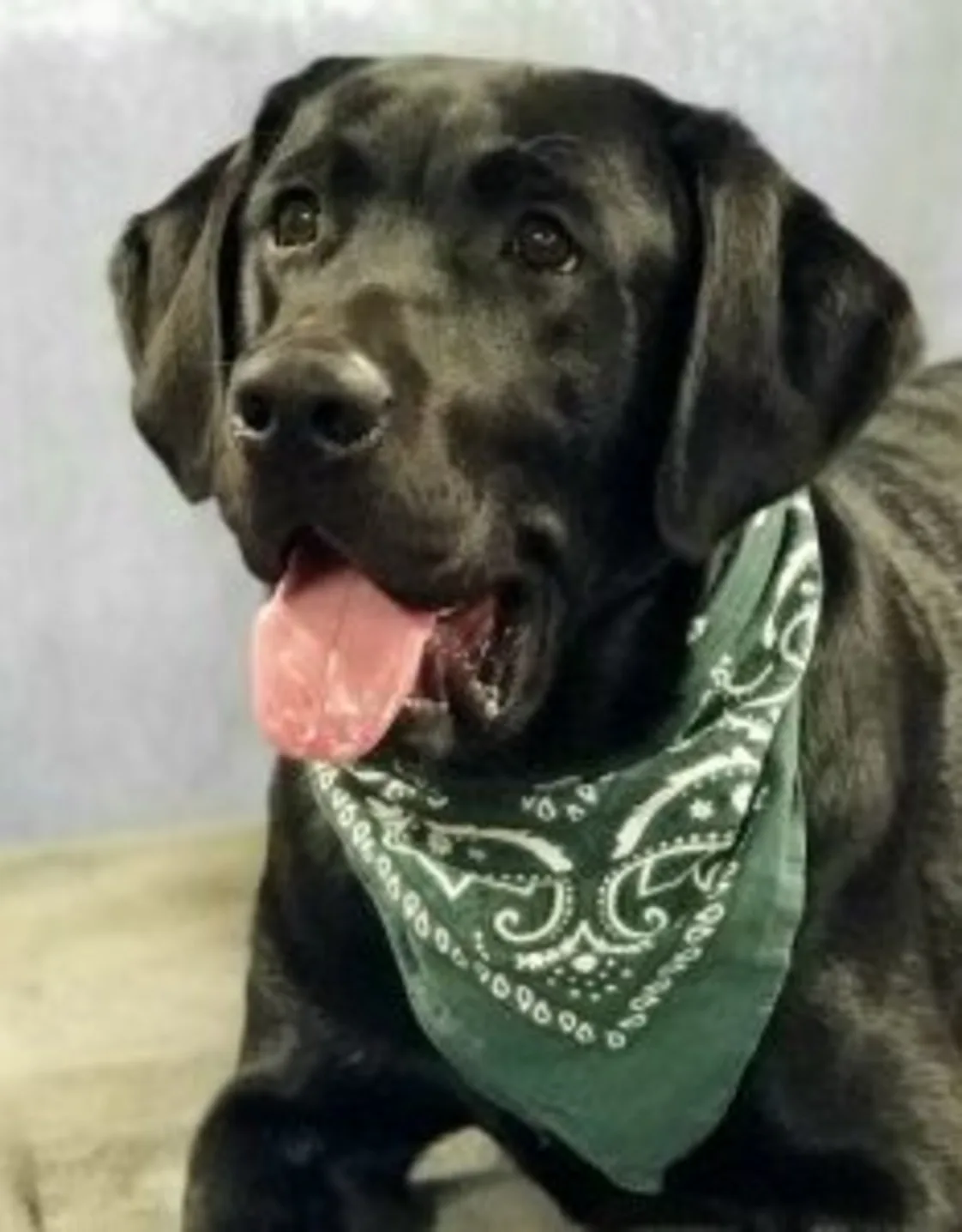 Lucan Allen Lucan Allen