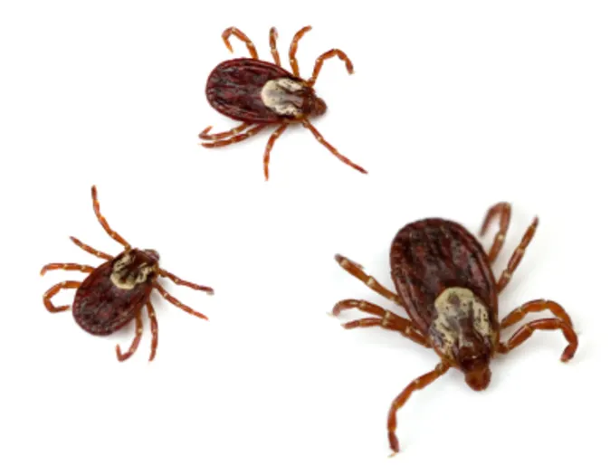 Ticks Ticks