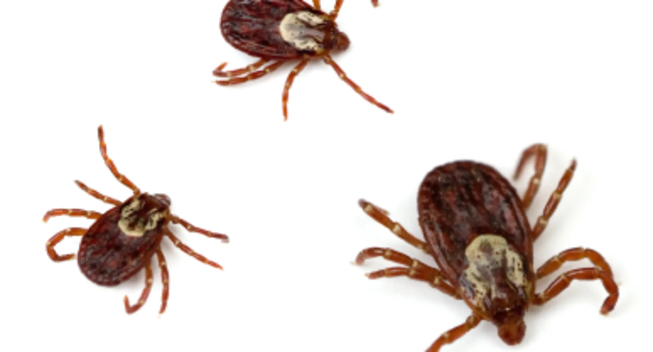 Ticks Ticks