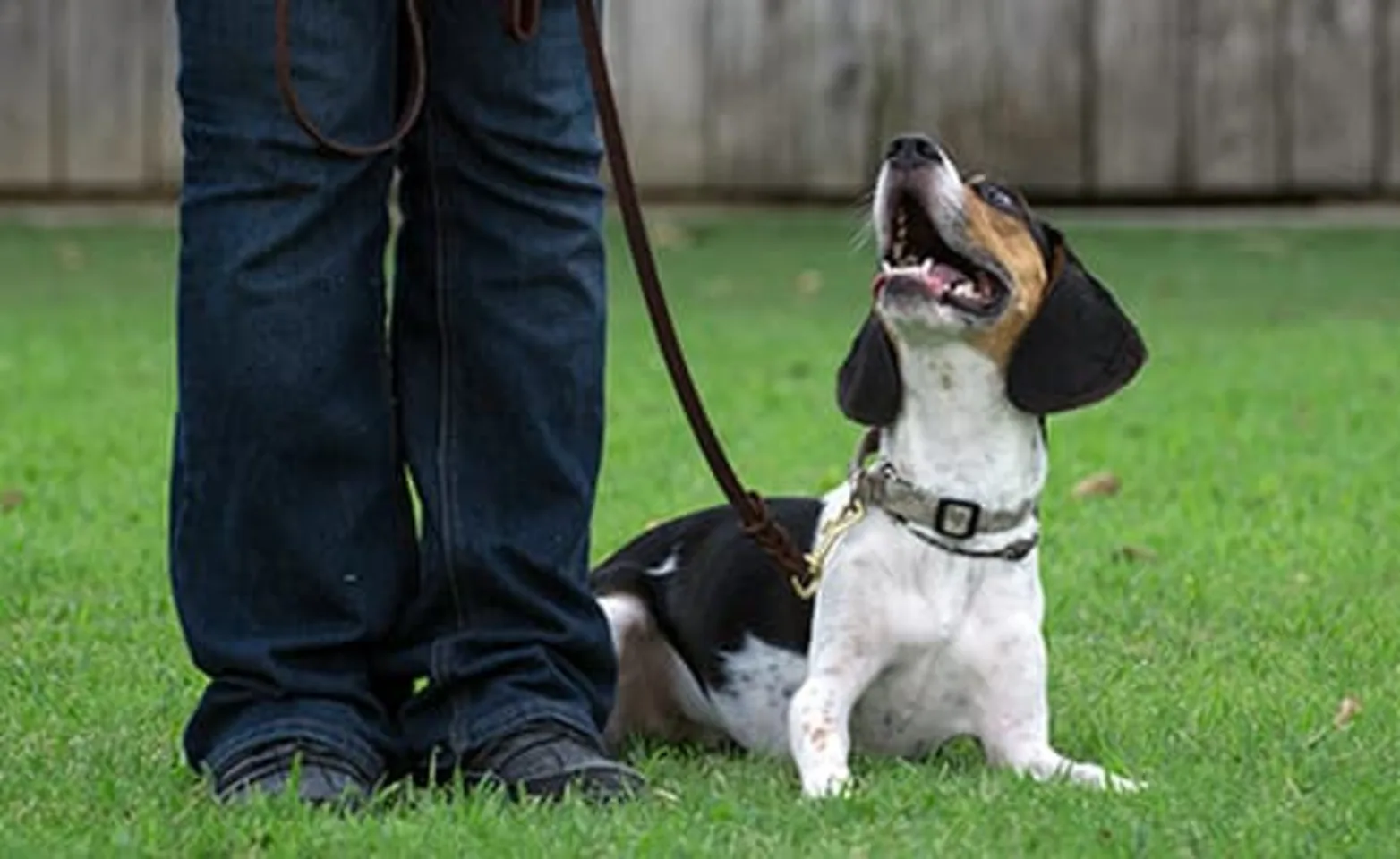 Leash Reactivity Seminar at Rover Oaks Pet Resort Leash Reactivity Seminar at Rover Oaks Pet Resort