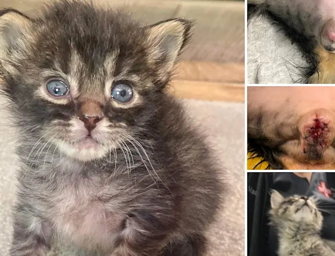 Male kitten surgery photos Male kitten surgery photos