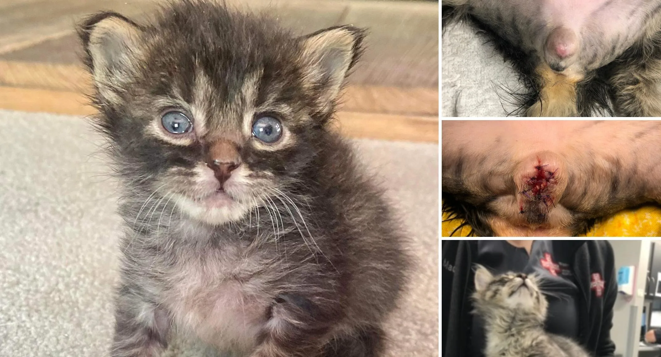 Male kitten surgery photos Male kitten surgery photos