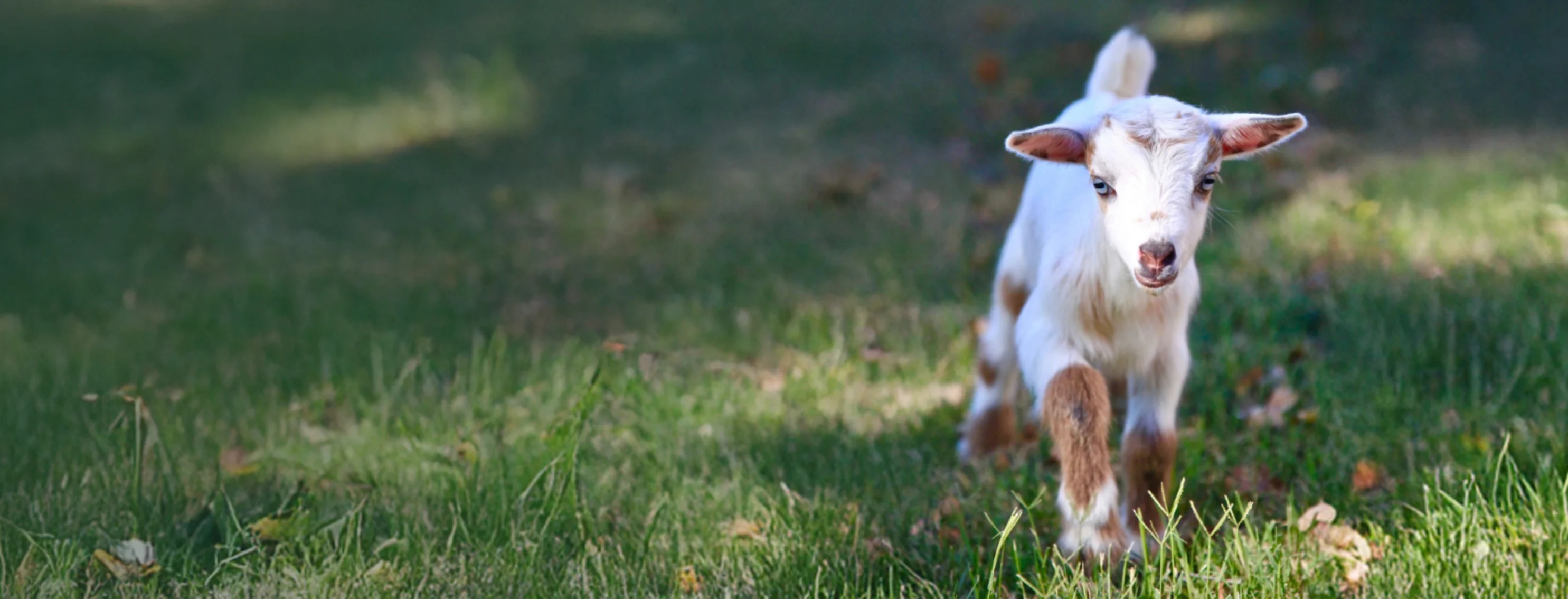 A White/Brown Goat Walking Through Grass A White/Brown Goat Walking Through Grass