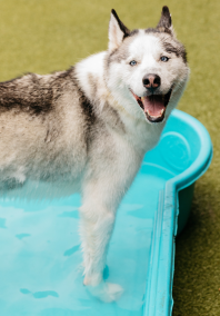 Dog smiling in a pool