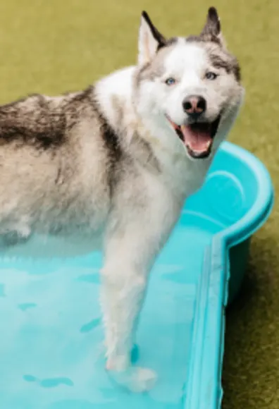 Dog smiling in a pool