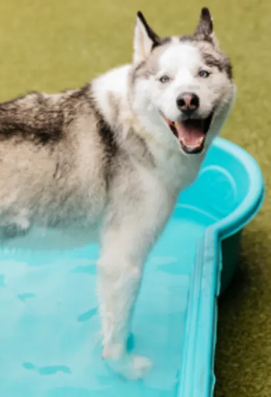 Dog smiling in a pool Dog smiling in a pool