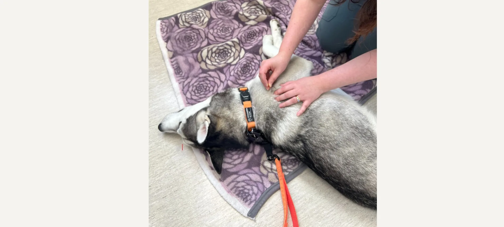 Husky receiving acupuncture Husky receiving acupuncture