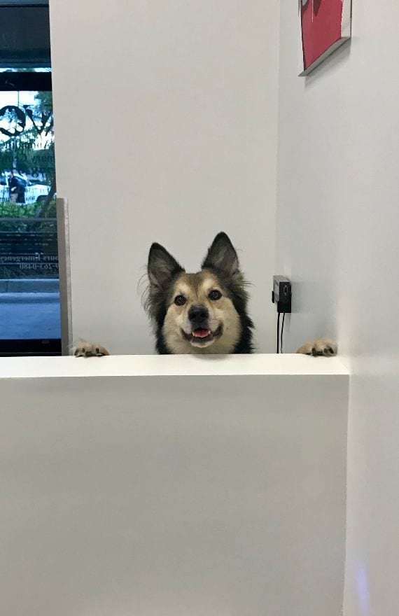Dog Looking Over Counter at The Animalife Veterinary Center at Eagle Creek