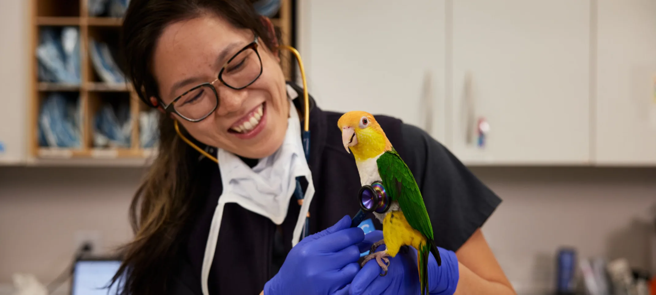 Veterinarian holding parrot Veterinarian holding parrot
