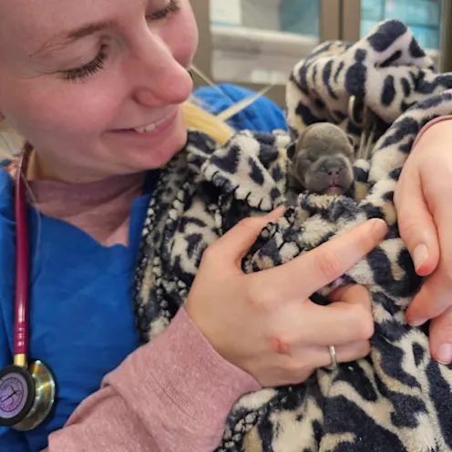 Veterinarian Holding a Newborn Puppy at Kodiak Veterinary Clinic Veterinarian Holding a Newborn Puppy at Kodiak Veterinary Clinic