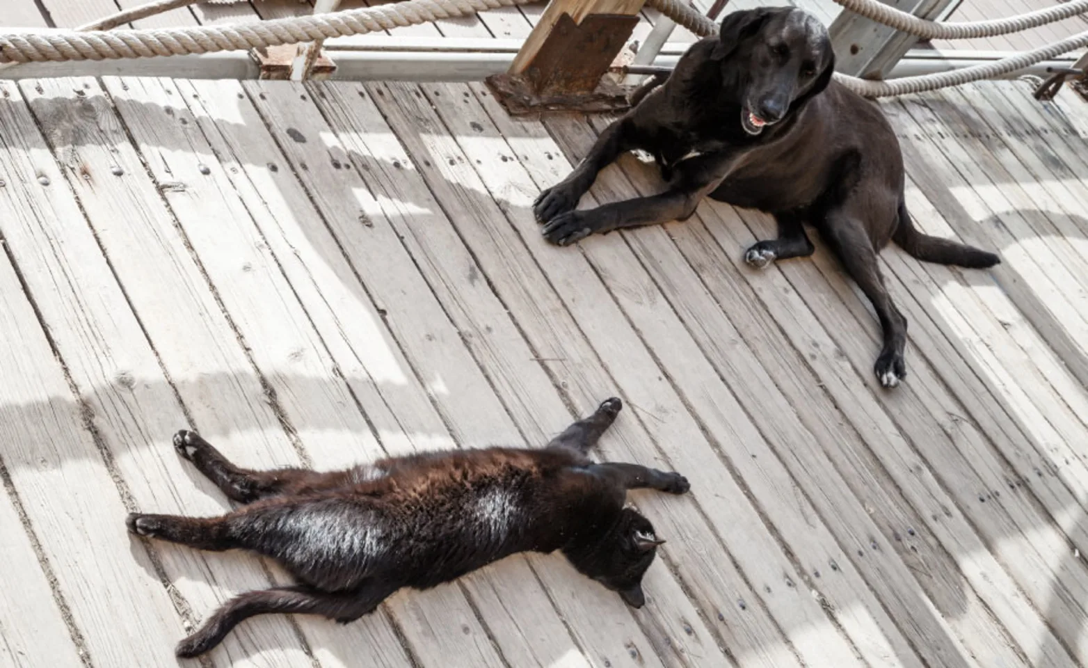 Dog and Cat laying down on a faded gray pier Dog and Cat laying down on a faded gray pier