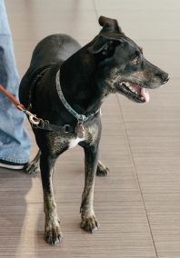 Dog in lobby looking away
