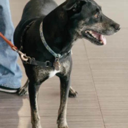 Dog in lobby looking away Dog in lobby looking away