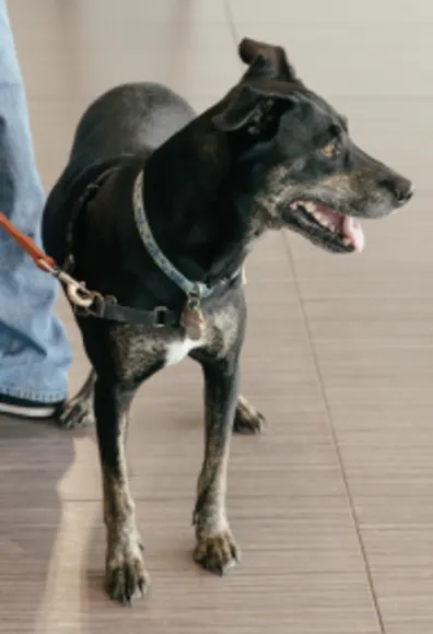 Dog in lobby looking away