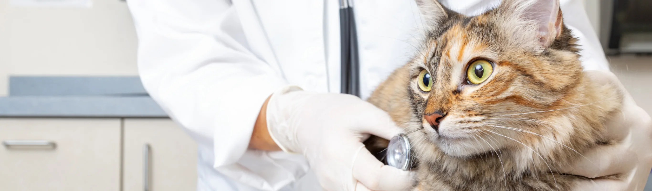 Calico with Doctor and Stethoscope Calico with Doctor and Stethoscope