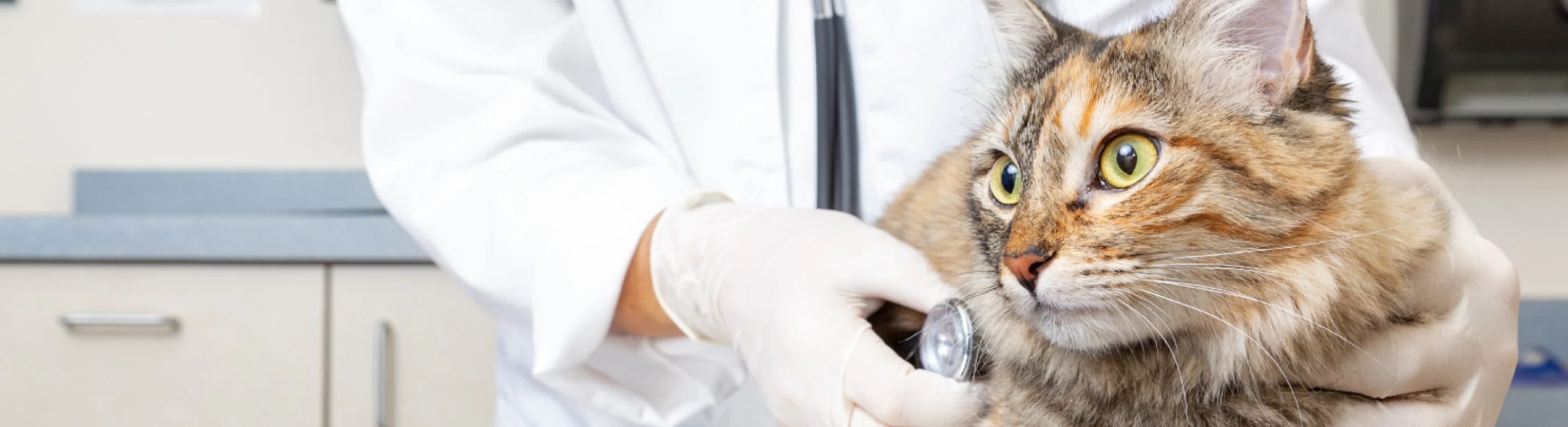 Calico with Doctor and Stethoscope 