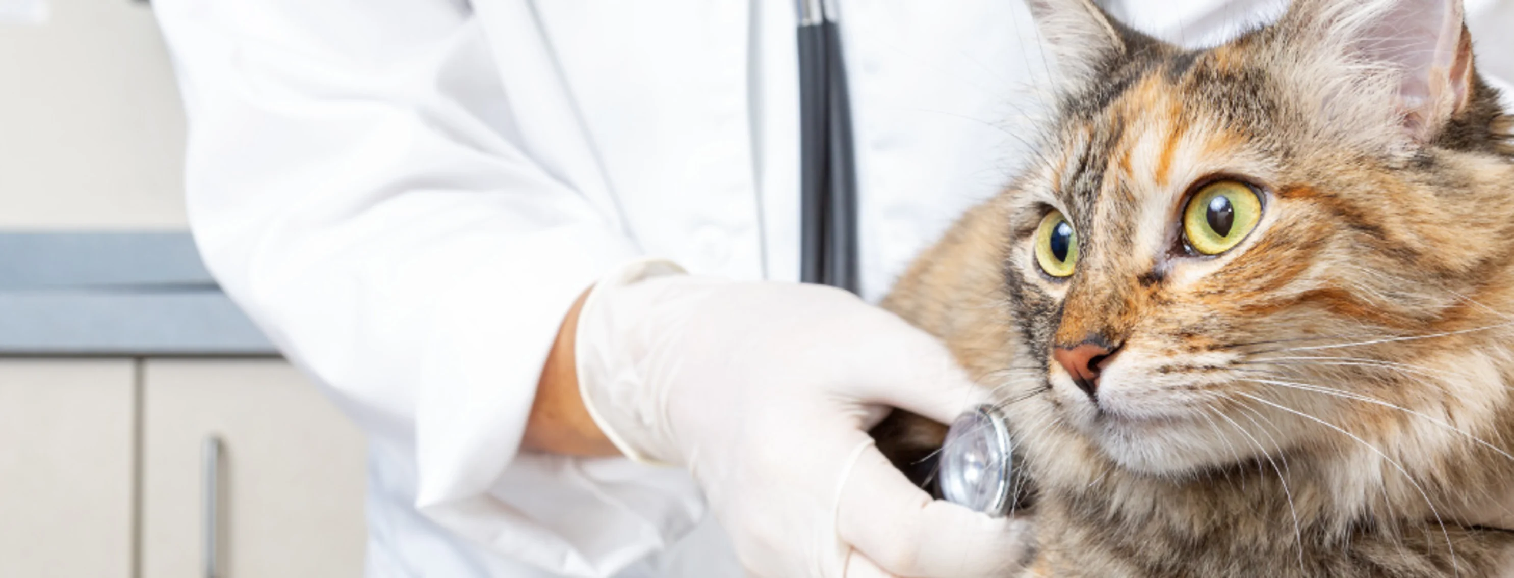 Calico with Doctor and Stethoscope 