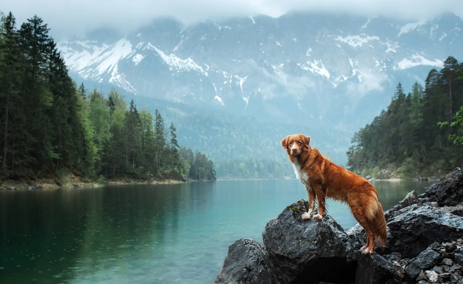 Dog standing in front of a body of water Dog standing in front of a body of water