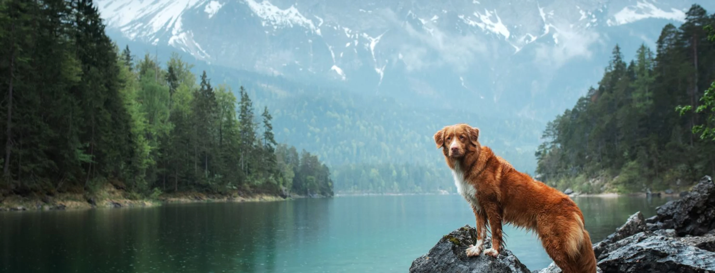 Dog standing in front of a body of water Dog standing in front of a body of water