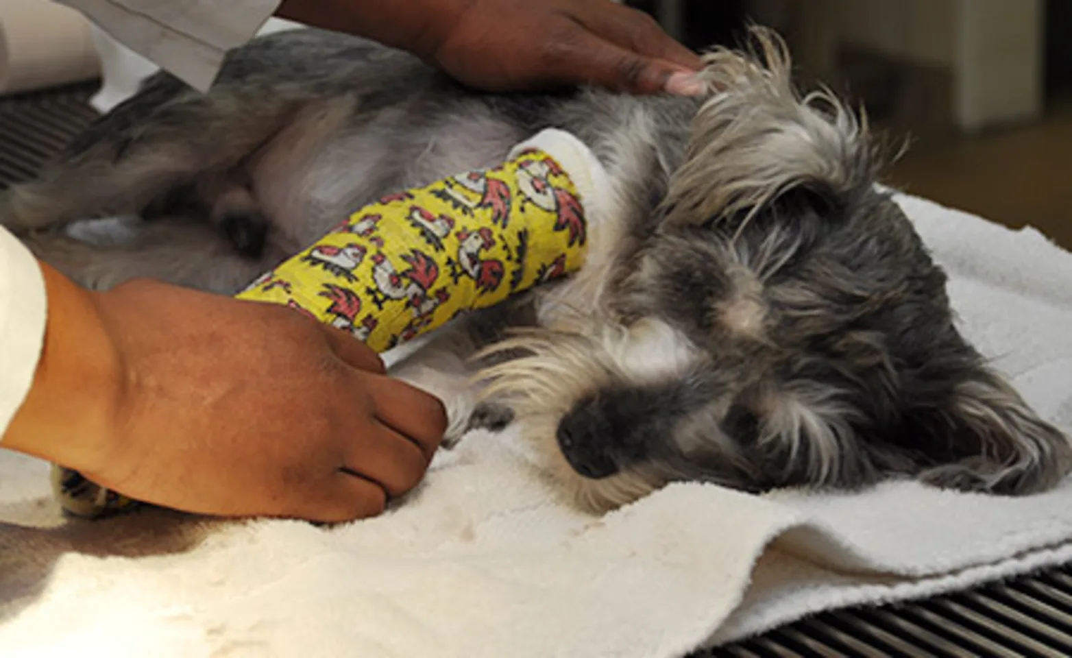 AECC staff examining a dog in a cast AECC staff examining a dog in a cast