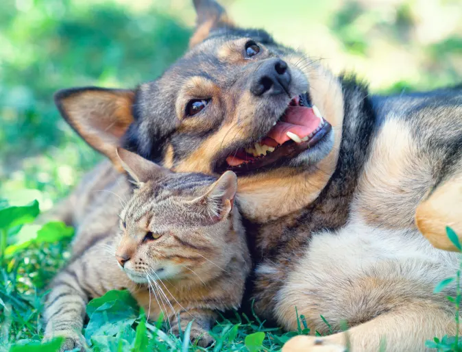 Dog and cat laying down in grass