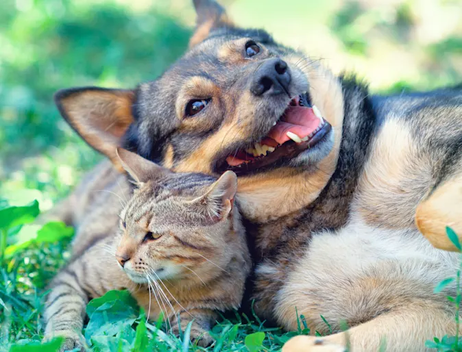 Dog and cat laying down in grass