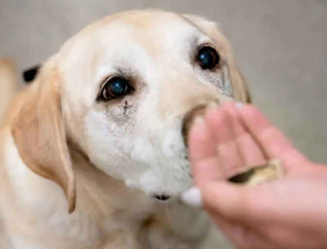 Close up of a person giving food to a dog Close up of a person giving food to a dog