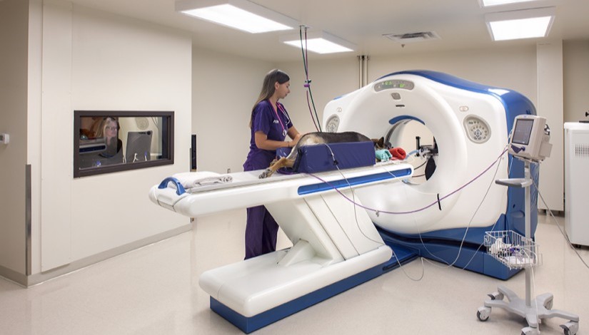 Veterinarian performing a CT scan on a dog using an MRI machine