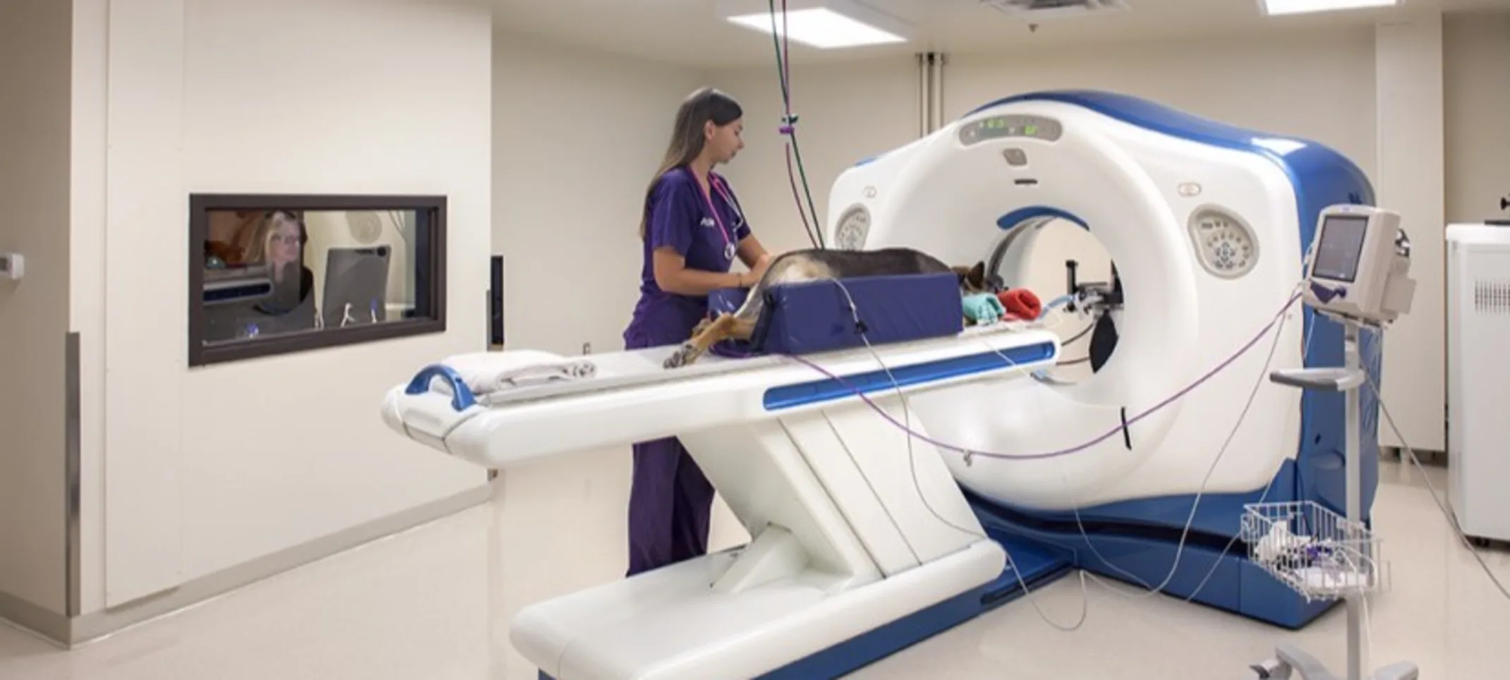 Veterinarian performing a CT scan on a dog using an MRI machine Veterinarian performing a CT scan on a dog using an MRI machine
