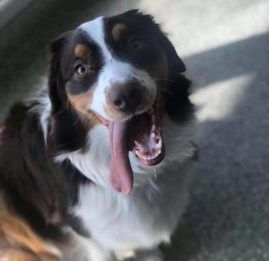 Dog sticking out his tongue