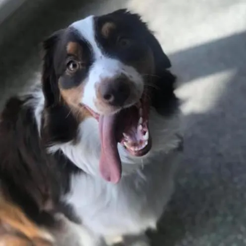 Dog sticking out his tongue Dog sticking out his tongue