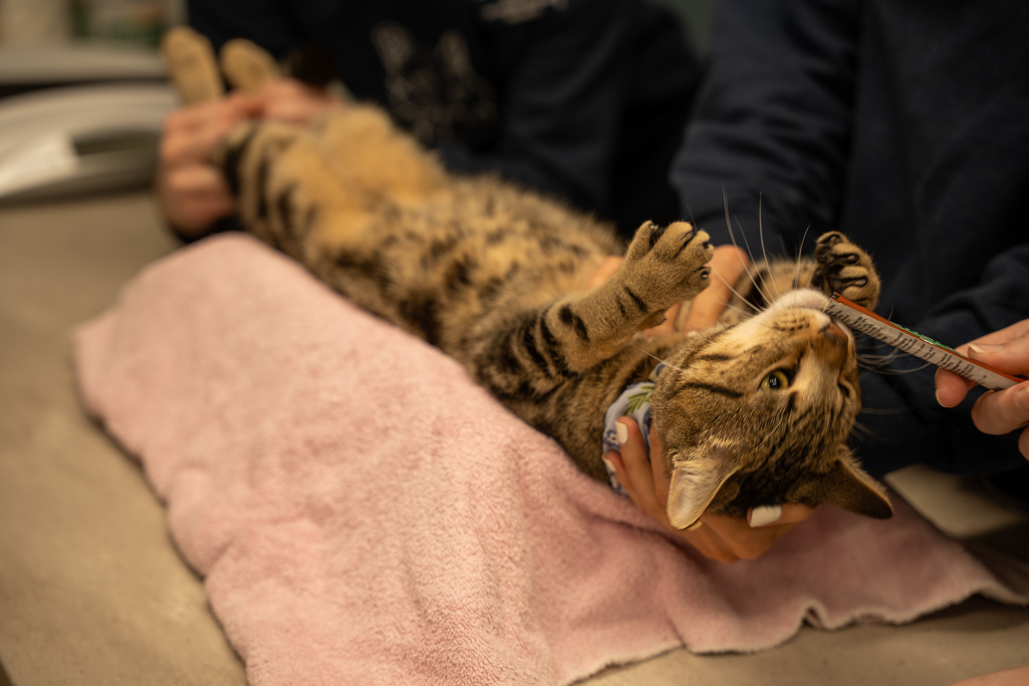 Goose the cat getting treated